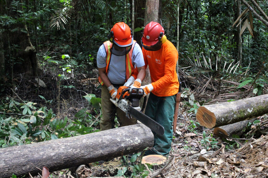 Zwei Forstarbeiter im Wald bearbeiten einen gefällten Baumstamm mit der Kettensäge. Sie tragen Schutzkleidung in oranger Warnfarbe.